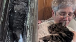 Illustration : "Sauvé après 5 heures d’efforts, un chat coincé entre 2 murs retrouve sa maîtresse qui le cherchait depuis 4 ans"