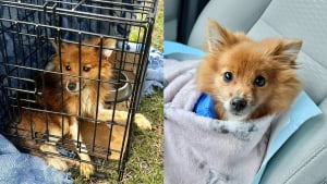 Illustration : Abandonn&eacute; dans une cage, un petit chien cachectique et incapable de marcher est soign&eacute; gr&acirc;ce &agrave; 17 000 euros de dons