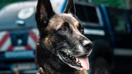 Illustration : Un adolescent de 14 ans disparu mobilise 3 patrouilles de gendarmes, et est finalement retrouv&eacute; par un chien pisteur