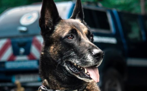 Un adolescent de 14 ans disparu mobilise 3 patrouilles de gendarmes, et est finalement retrouvé par un chien pisteur