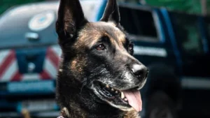 Illustration : "Un adolescent de 14 ans disparu mobilise 3 patrouilles de gendarmes, et est finalement retrouvé par un chien pisteur"