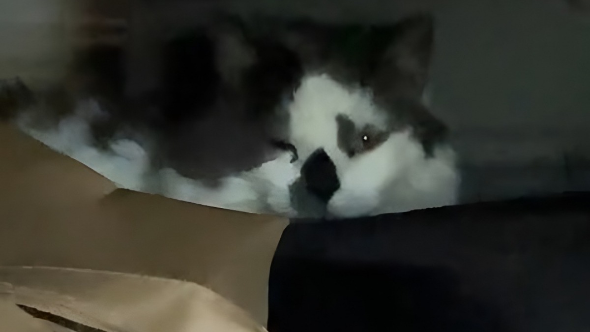 Illustration : "Après 6 mois à se cacher sous le lit, un chat de 10 ans traumatisé retrouve sécurité et complicité avec sa famille (vidéo)"