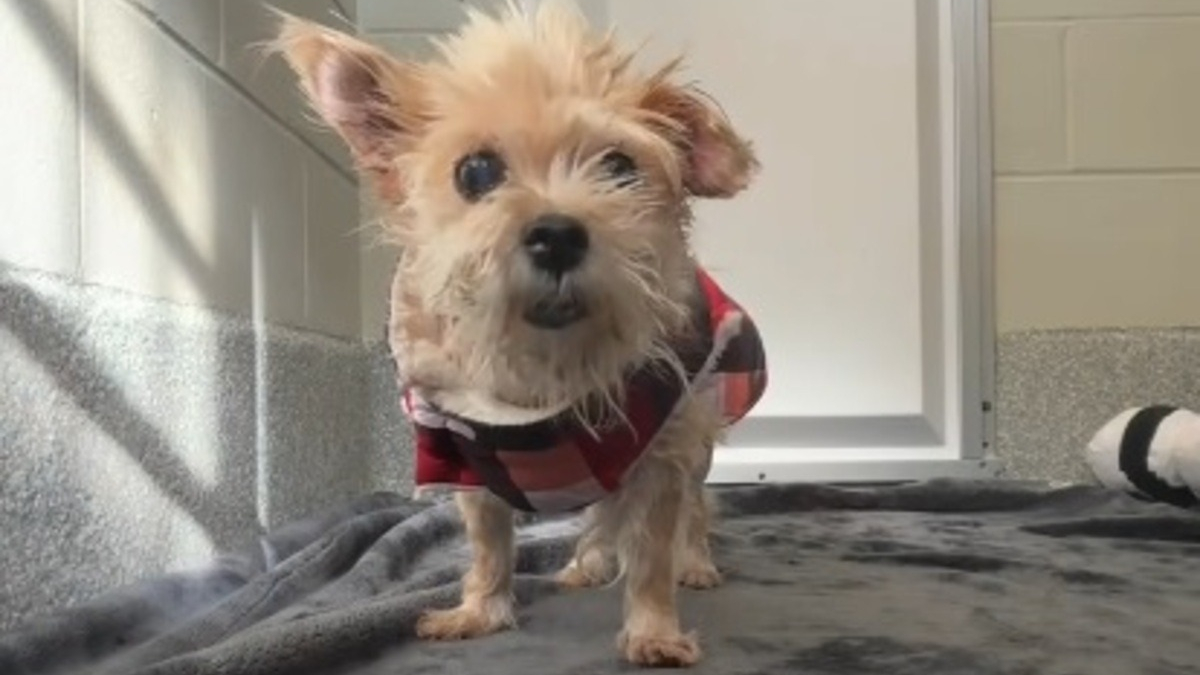 Illustration : "Une chienne séniore se retrouve au refuge après 5 ans de vie de famille, mais retrouve espoir au refuge grâce à une bénévole (vidéo)"