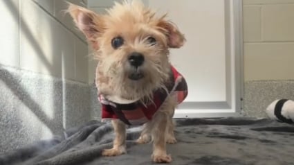 Illustration : Une chienne s&eacute;niore se retrouve au refuge apr&egrave;s 5 ans de vie de famille, mais retrouve espoir au refuge gr&acirc;ce &agrave; une b&eacute;n&eacute;vole (vid&eacute;o)