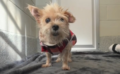 Une chienne séniore se retrouve au refuge après 5 ans de vie de famille, mais retrouve espoir au refuge grâce à une bénévole (vidéo)