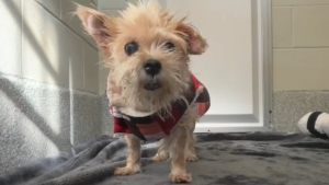 Illustration : Une chienne séniore se retrouve au refuge après 5 ans de vie de famille, mais retrouve espoir au refuge grâce à une bénévole (vidéo)