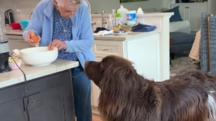Illustration : Ce Terre-Neuve passe la nuit chez sa &laquo; mamie &raquo; qui le g&acirc;te en lui pr&eacute;parant ses g&acirc;teaux pour chien pr&eacute;f&eacute;r&eacute;s (vid&eacute;o)