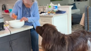 Illustration : Ce Terre-Neuve passe la nuit chez sa « mamie » qui le gâte en lui préparant ses gâteaux pour chien préférés (vidéo)