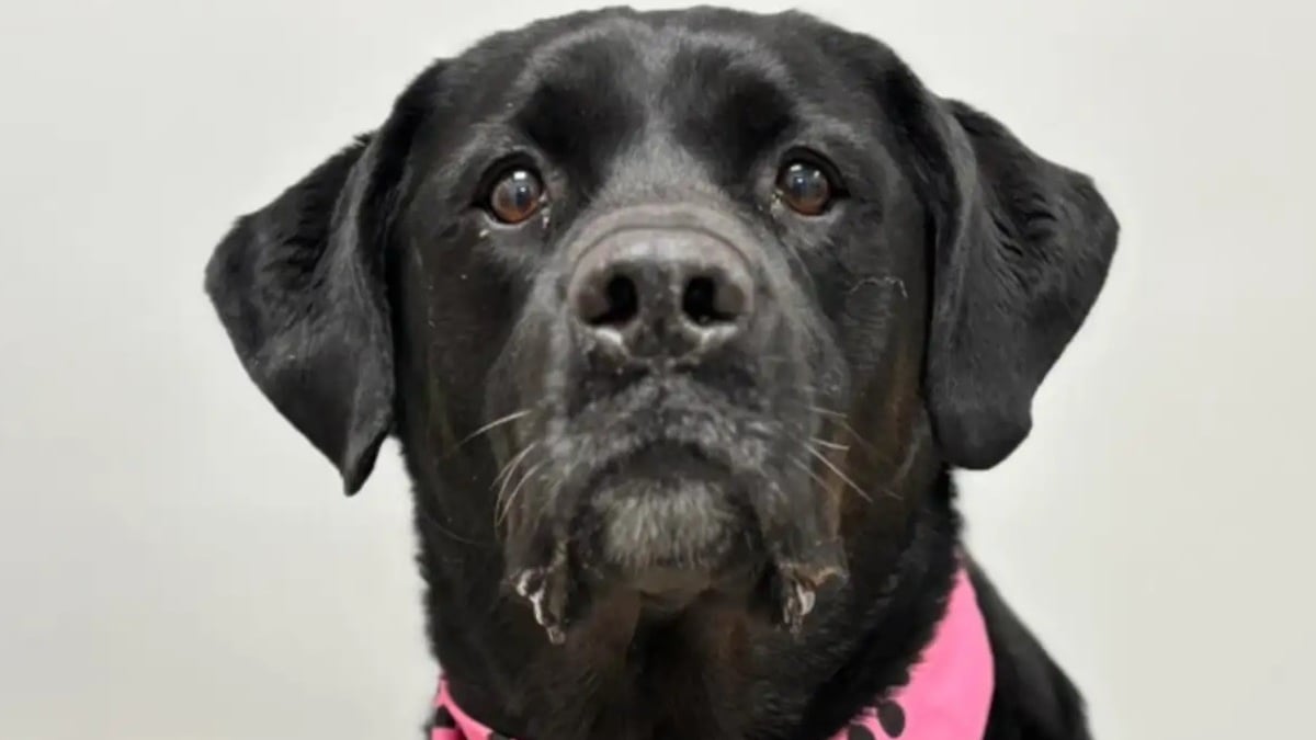 Illustration : "Cette croisée Labrador abandonnée 2 fois car « trop imposante » trouve enfin un foyer chaleureux où elle peut s'épanouir"