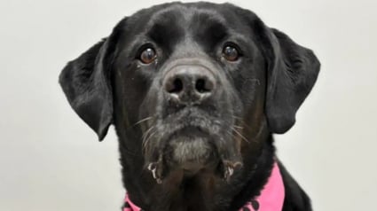 Illustration : Cette crois&eacute;e Labrador abandonn&eacute;e 2 fois car &laquo; trop imposante &raquo; trouve enfin un foyer chaleureux o&ugrave; elle peut s'&eacute;panouir