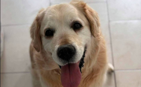 Depuis le décès de son propriétaire, ce Golden Retriever de 13 ans attend une nouvelle famille dans un refuge de la Somme (vidéo)