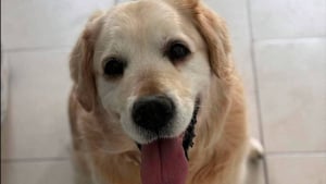 Illustration : Depuis le décès de son propriétaire, ce Golden Retriever de 13 ans attend une nouvelle famille dans un refuge de la Somme (vidéo)