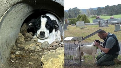Illustration : 3 chiens abandonn&eacute;s dans un cimeti&egrave;re sont secourus apr&egrave;s des heures de recherche
