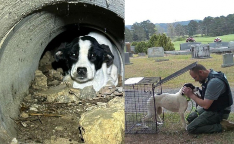 3 chiens abandonnés dans un cimetière sont secourus après des heures de recherche