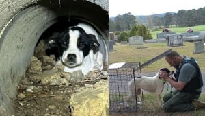 Illustration : "3 chiens abandonnés dans un cimetière sont secourus après des heures de recherche"