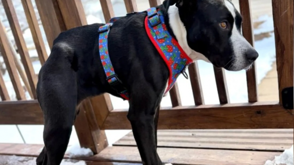 Illustration : "Une chienne née avec le dos très court est enfin remarquée et trouve enfin une famille après 3 années de refuge (vidéo)"