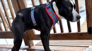 Illustration : Une chienne née avec le dos très court est enfin remarquée et trouve enfin une famille après 3 années de refuge (vidéo)