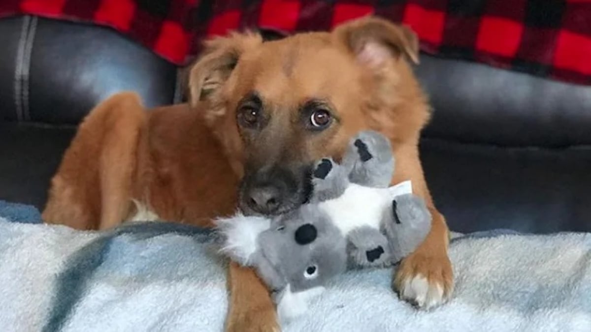 Illustration : "8 chiens qui ont jeté leur dévolu sur un jouet et ne le quittent plus"