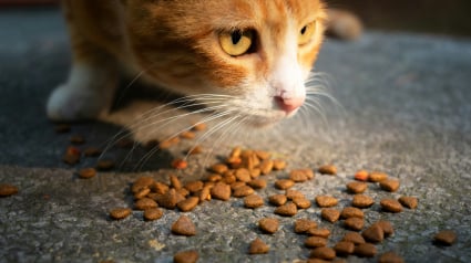 Illustration : [Vrai ou Faux] Les croquettes nettoient les dents du chat : l'avis de la dentisterie v&eacute;t&eacute;rinaire
