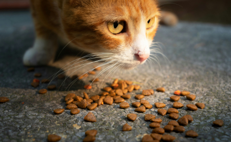 [Vrai ou Faux] Les croquettes nettoient les dents du chat : l'avis de la dentisterie vétérinaire
