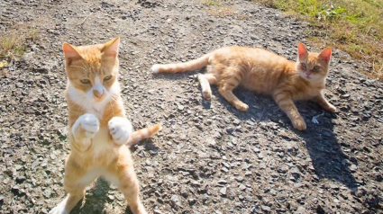 Illustration : 10 photos de chats qui se prennent pour Rocky Balboa