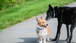 Illustration : "Communication olfactive : pourquoi les chiens se flairent-ils l'arrière-train lors des rencontres ?"