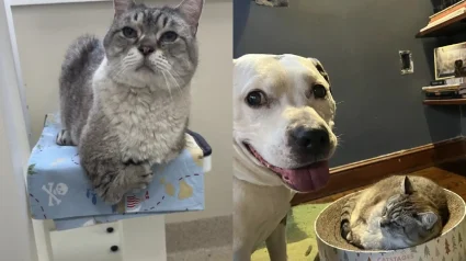 Illustration : Un chat aux pattes d&eacute;form&eacute;es et compar&eacute; &agrave; un T-rex go&ucirc;te enfin au bonheur apr&egrave;s avoir &eacute;t&eacute; adopt&eacute;