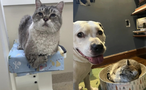 Un chat aux pattes déformées et comparé à un T-rex goûte enfin au bonheur après avoir été adopté