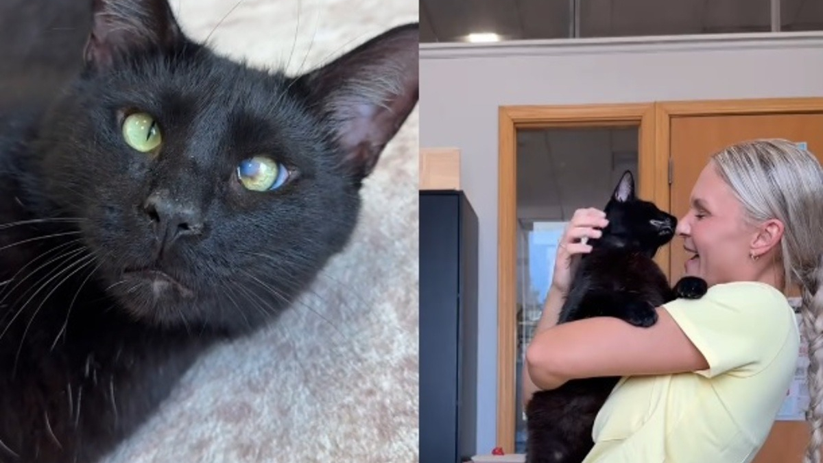 Illustration : "Ce chat noir qui déteste la solitude attend qu'un adoptant regarde au-delà de sa « différence » et le sorte du refuge (vidéo) "