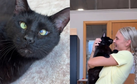Ce chat noir qui déteste la solitude attend qu'un adoptant regarde au-delà de sa « différence » et le sorte du refuge (vidéo) 
