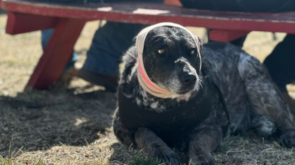 Illustration : Une chienne &acirc;g&eacute;e de 12 ans partiellement aveugle a affront&eacute; un ours pour sauver sa famille
