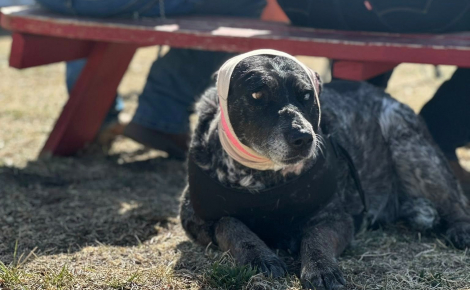 Une chienne âgée de 12 ans partiellement aveugle a affronté un ours pour sauver sa famille