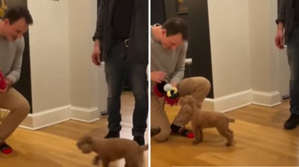 Illustration : Un propri&eacute;taire filme le refus de son Caniche lors d'une demande en mariage sur les r&eacute;seaux (vid&eacute;o)