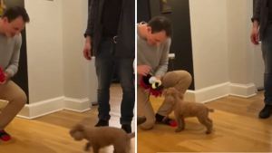 Illustration : Un propriétaire filme le refus de son Caniche lors d'une demande en mariage sur les réseaux (vidéo)