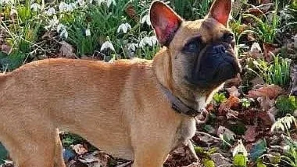 Illustration : "Un Bouledogue Français rescapé d’un accident de la route s’échappe et est activement recherché"