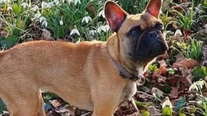 Illustration : "Un Bouledogue Français rescapé d’un accident de la route s’échappe et est activement recherché"