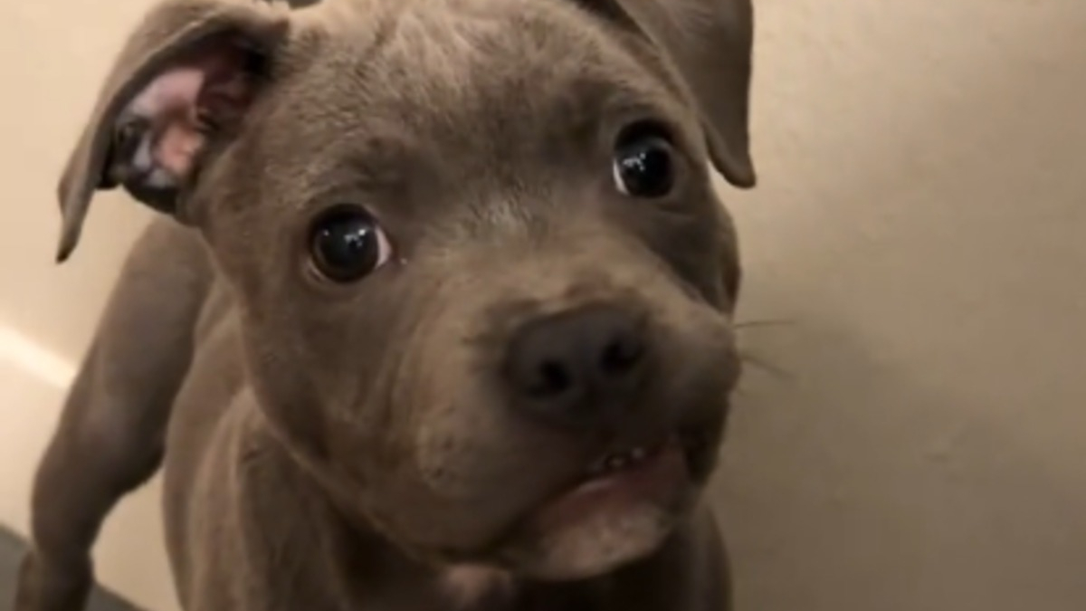 Illustration : "Surpris par le son de son premier jouet qui couine, ce chiot révèle l'éveil de son instinct de chasseur (vidéo)"