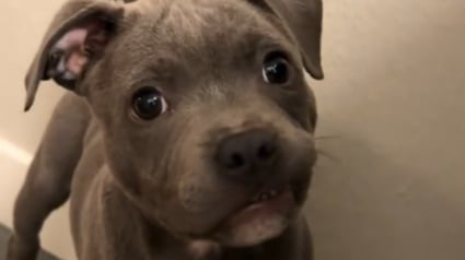 Illustration : Surpris par le son de son premier jouet qui couine, ce chiot r&eacute;v&egrave;le l'&eacute;veil de son instinct de chasseur (vid&eacute;o)