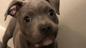 Illustration : Surpris par le son de son premier jouet qui couine, ce chiot révèle l'éveil de son instinct de chasseur (vidéo)