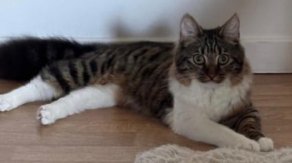 Illustration : 8 chats auxquels vous pouvez offrir le foyer aimant qu'ils m&eacute;ritent