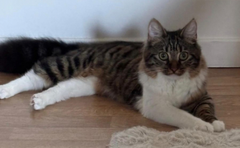 8 chats auxquels vous pouvez offrir le foyer aimant qu'ils méritent