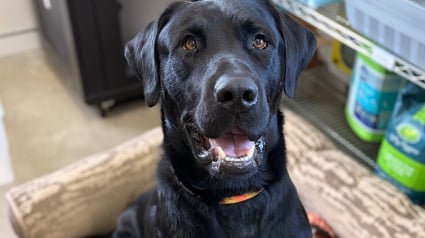 Illustration : Op&eacute;r&eacute; pour une s&eacute;v&egrave;re fracture gr&acirc;ce &agrave; 7 700 euros de dons, ce chien entame sa convalescence en attendant de trouver une famille d'accueil