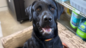 Illustration : Opéré pour une sévère fracture grâce à 7 700 euros de dons, ce chien entame sa convalescence en attendant de trouver une famille d'accueil