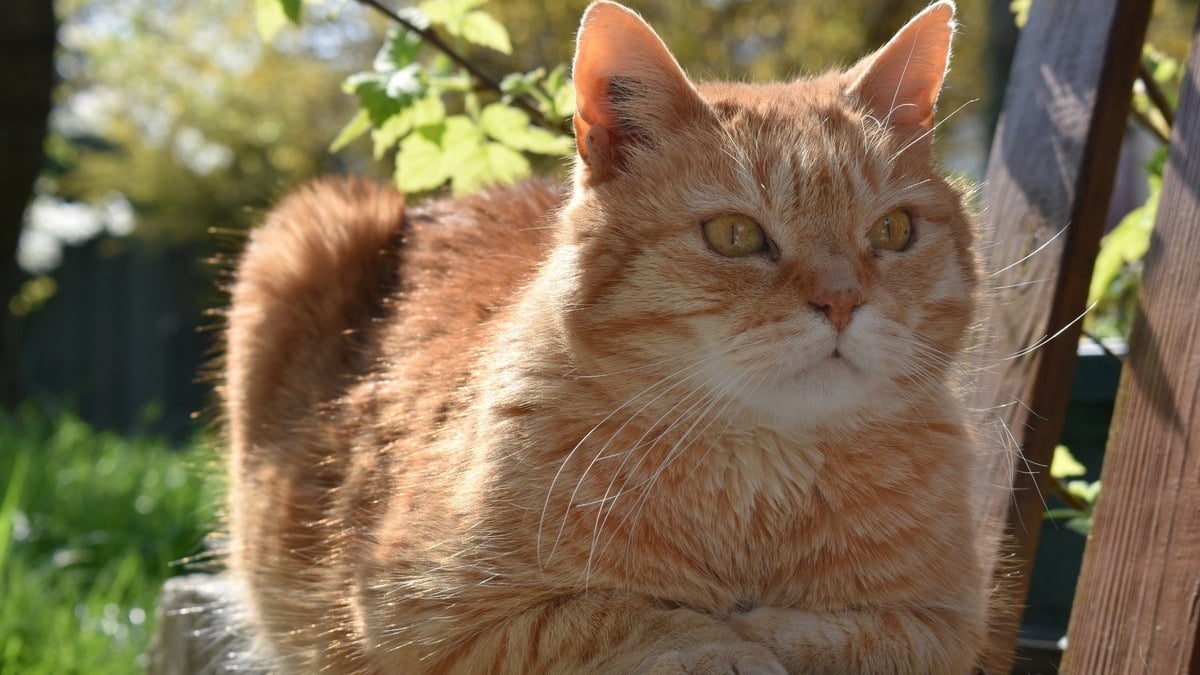 Illustration : "Le tribunal condamne une propriétaire de chat accusé d'intrusions répétées à verser 100 euros à son voisin tout en tenant compte du bien-être du félin"