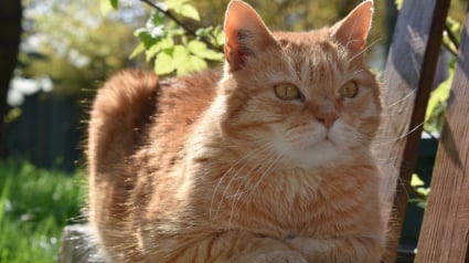 Illustration : Le tribunal condamne une propri&eacute;taire de chat accus&eacute; d'intrusions r&eacute;p&eacute;t&eacute;es &agrave; verser 100 euros &agrave; son voisin tout en tenant compte du bien-&ecirc;tre du f&eacute;lin