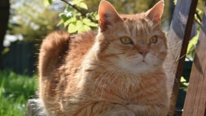 Illustration : "Le tribunal condamne une propriétaire de chat accusé d'intrusions répétées à verser 100 euros à son voisin tout en tenant compte du bien-être du félin"