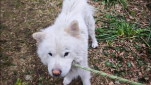 Illustration : "5 chiens privés de soins et vivant dans un appartement rempli de déchets sauvés après les signalements de riverains (vidéo)"