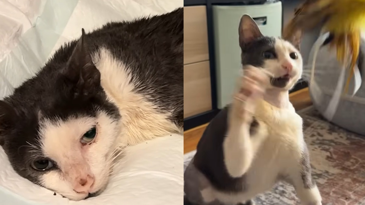 Illustration : "Ce chat dont le « parcours ressemble à un miracle » renaît après une opération pour une fracture au bassin financé par une cagnotte solidaire"