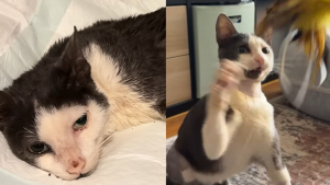 Illustration : Ce chat dont le « parcours ressemble à un miracle » renaît après une opération pour une fracture au bassin financé par une cagnotte solidaire