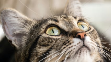 Illustration : Des scientifiques utilisent l'intelligence artificielle pour lire les expressions des chats et rep&eacute;rer leur douleur rapidement